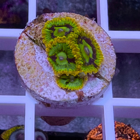 Rainbow Yoda Zoa -c1