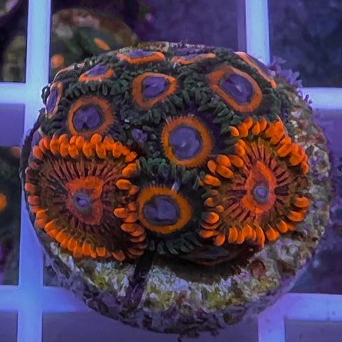 Speckled Kraks Zoa Mix -c3