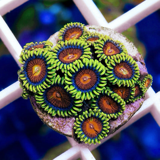 Spitfire Zoas Zoas - WYSIWYG