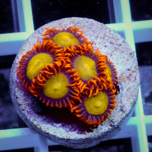 Mandarin Orange (6 polyps)