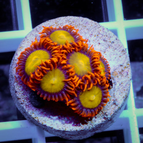 Mandarin Orange (6 polyps)