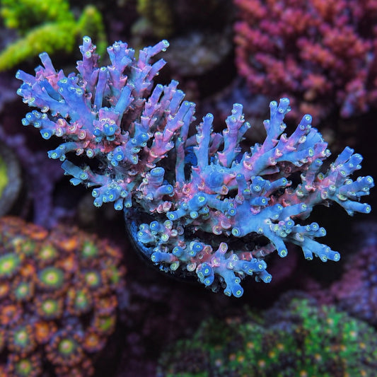 Vivid Insanity Acropora