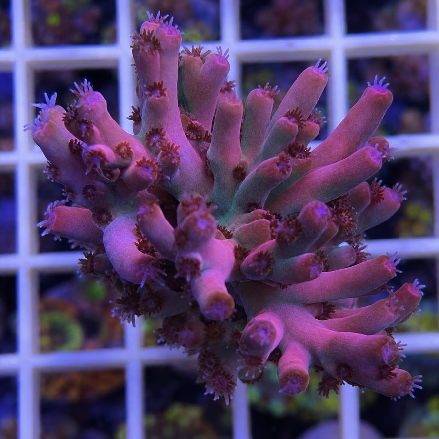 CC Hellboy Acropora coral at Lazy's Coral House