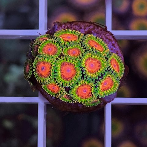 CC Awesome Blossoms Zoa