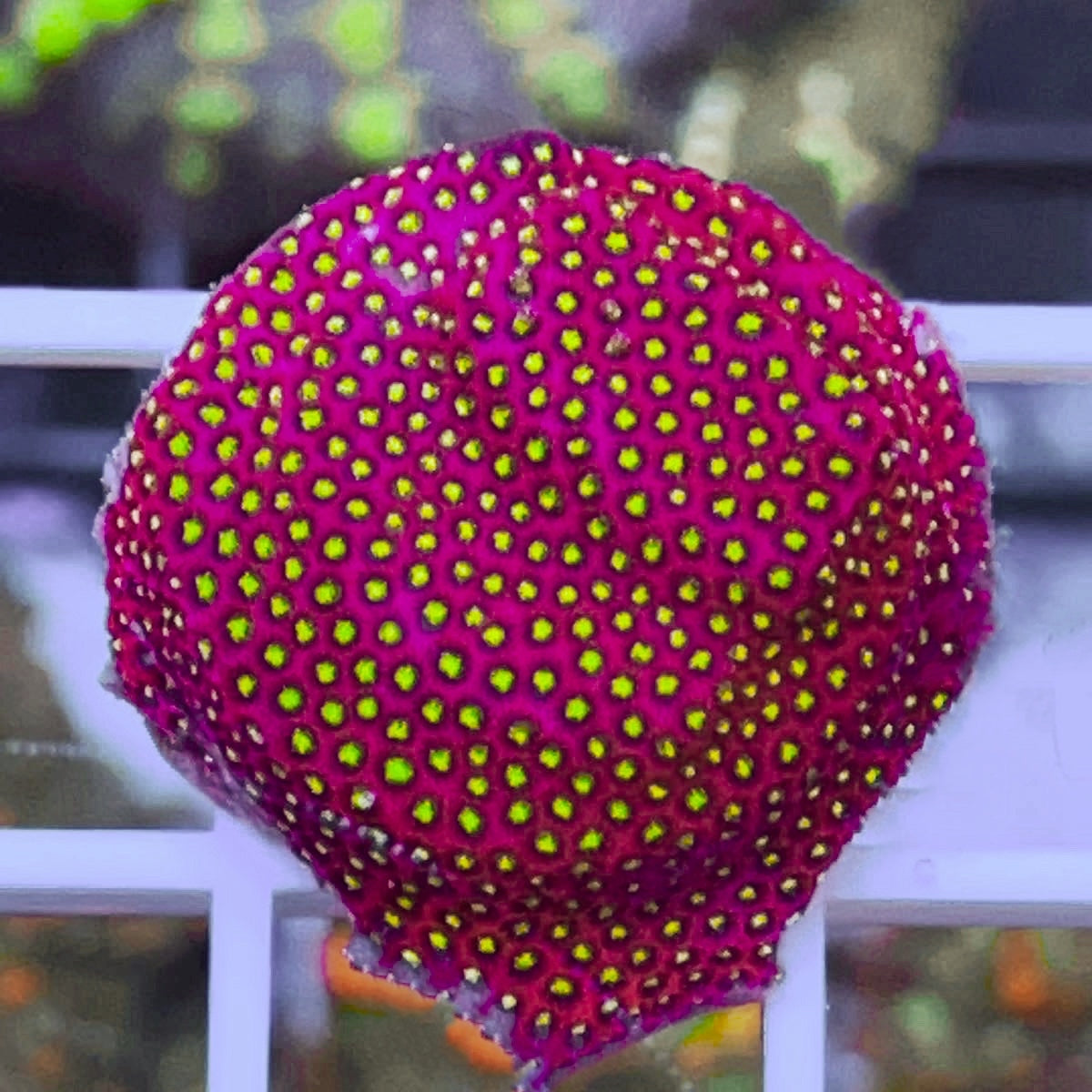 WWC Electric Daisy Stylo