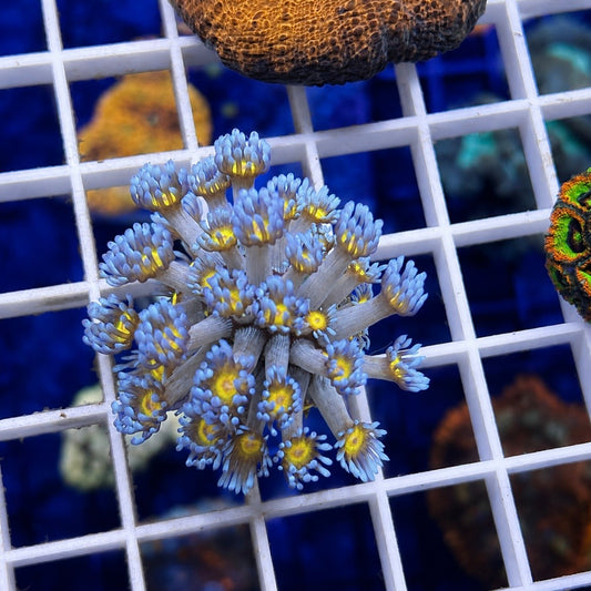LCH Blue Squirt Goniopora