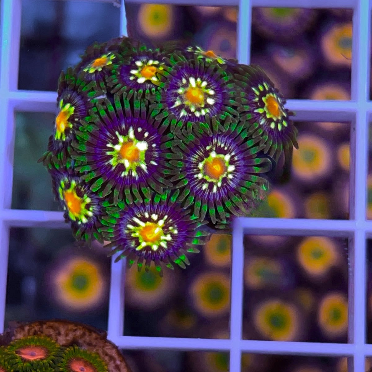 Daisy Cutters Zoa (10 polyps)