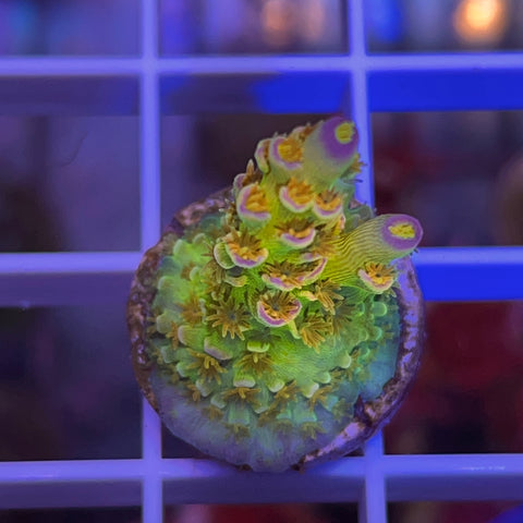 Sexy Corals Orange Passion -b