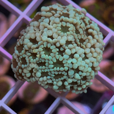 White Alvepora (Great Beginner Coral) Not fully open