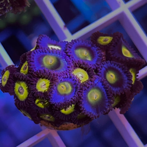 Zoa Mix -A5