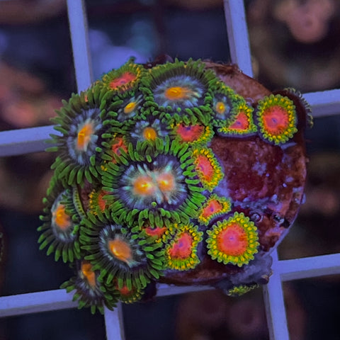 Zoa Mix -d