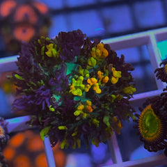 CC Magic Carpet Mushroom (see description)