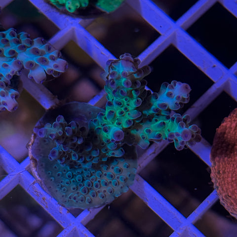 RRC Vinh chunky frag - M2