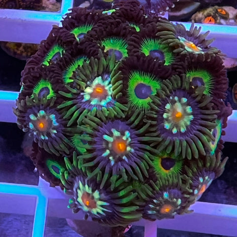 Zoa Mix -c7