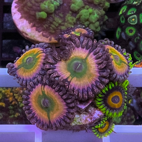 Orange Rainbows Mix -d3
