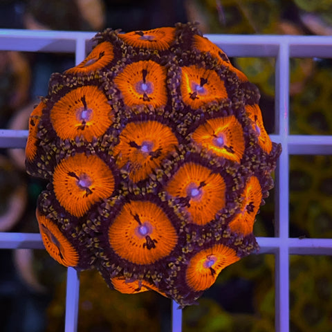 Blood Suckers mini colony- B1