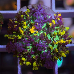 CC Magic Carpet Mushroom (see description)