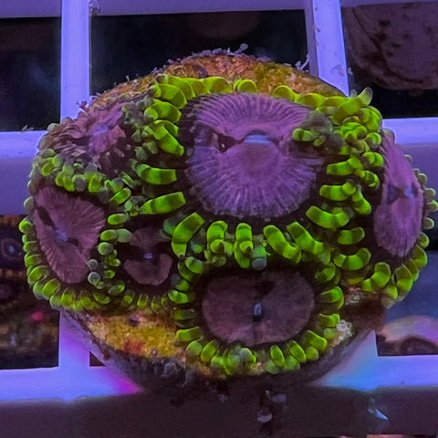 Purple Monster -d1