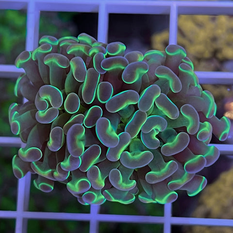 ACI Princess Hammer (From ACI Royal Court as seen on Reef Builders)