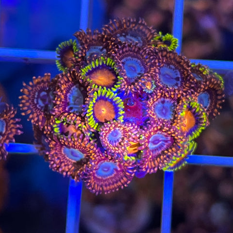 Zoa Mix -g