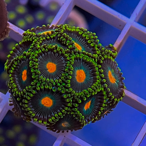 Green Bay Packers - i1