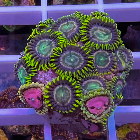 Zoa Mix -c1