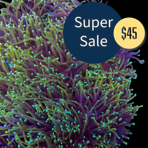 October Special! Gold Torch Coral (See Description)