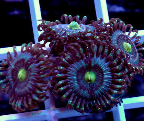 Ice Armageddon Zoas (4 Polyps)