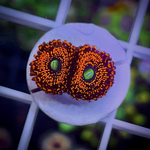 OG illuminati Zoas (2 polyps)