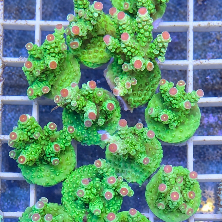 AV99 Orange Crush Acropora coral at Lazy's Coral House