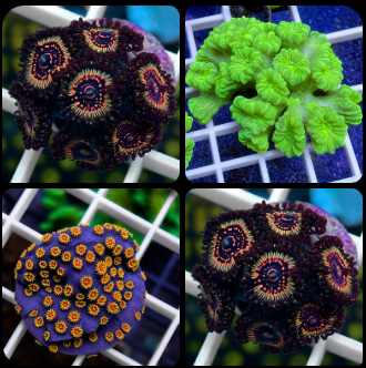Coral Catalog