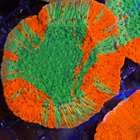 Premium Colors! JF Grafted Monti - h1