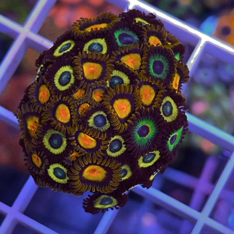 Zoa Mix - A8