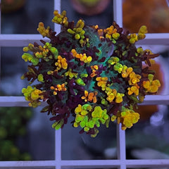 CC Magic Carpet Mushroom (see description)