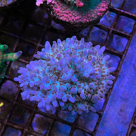 RRC Shazam Acro