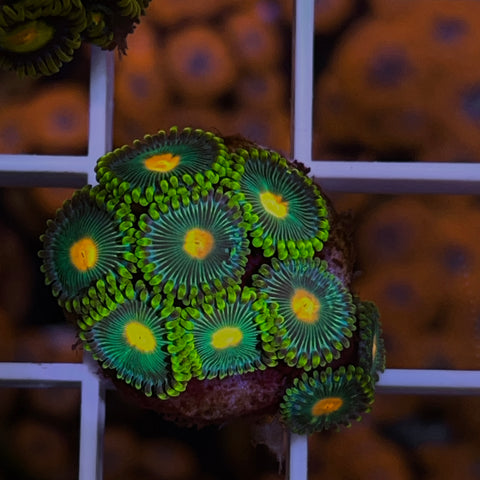 Green Bay Packers Zoa