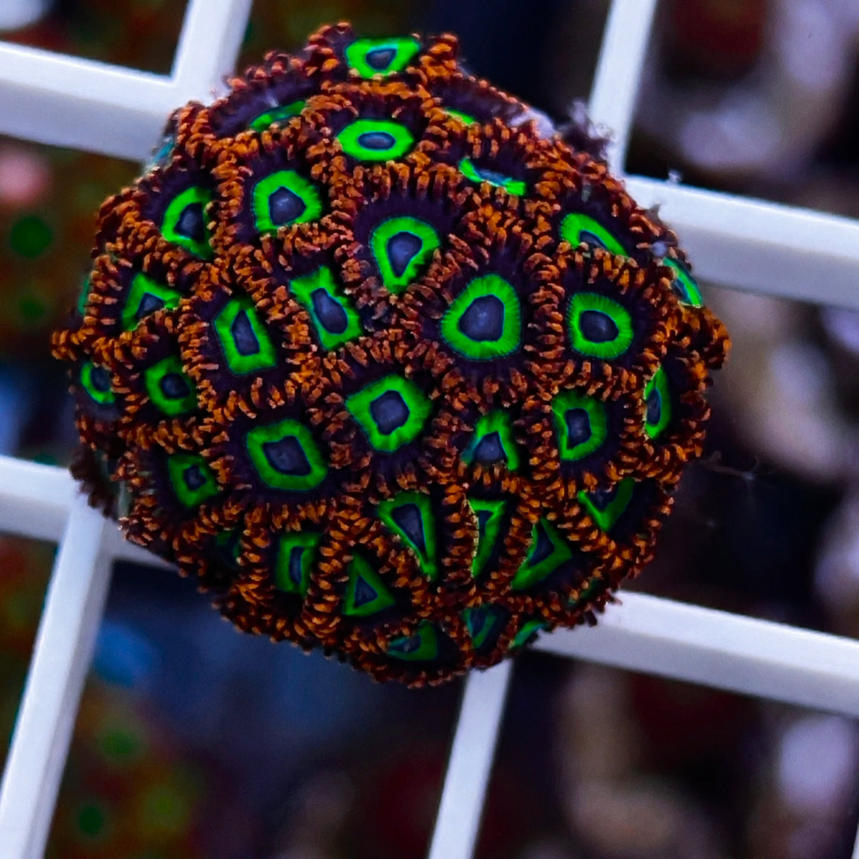 Emerald on Fire Mini Colony! - G1
