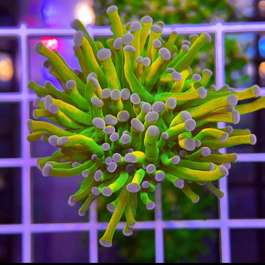 2021 BKCHEM Grinch Torch Coral (Lineaged)