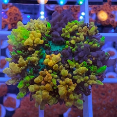 CC Magic Carpet Mushroom (see description)