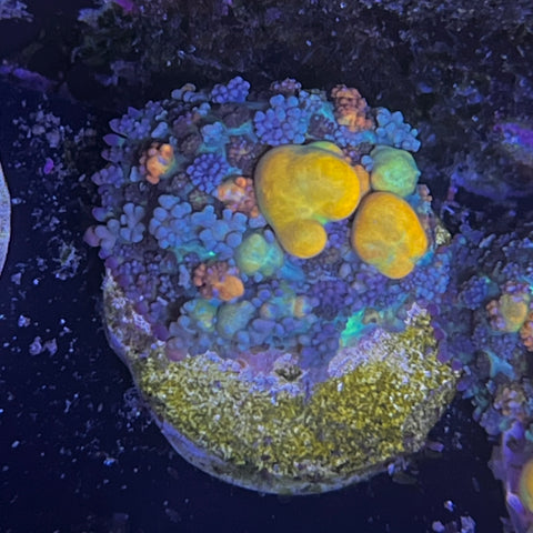 WWC OG Bounce Mushroom! 🍄