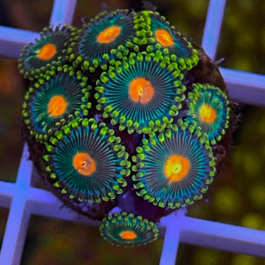 Green Bay Packers Zoas (9 polyps)