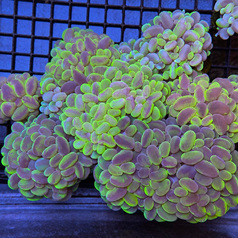 Branching Bubble Coral at Lazy's Coral House