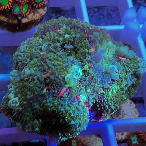 Lots of Bounce Mushrooms (Colony)
