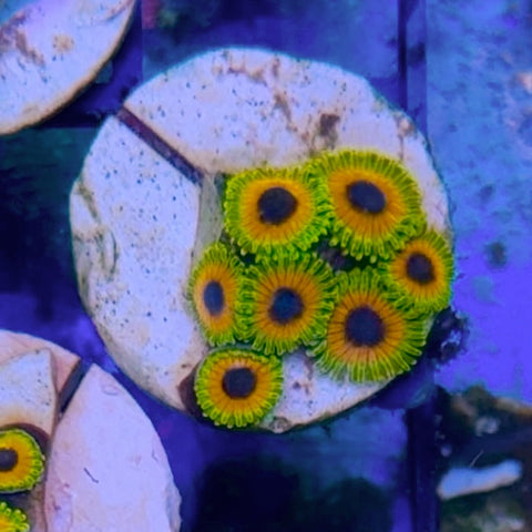 Great Owl zoas - k3