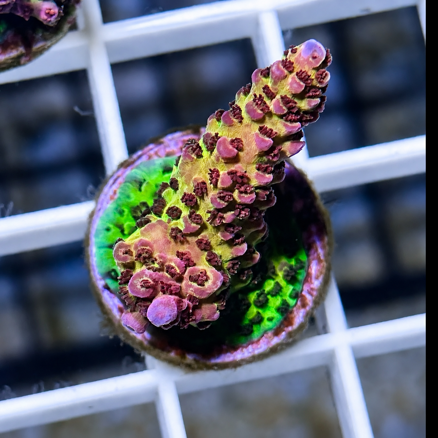 CB OMG Acropora coral at Lazy's Coral House