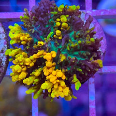 CC Magic Carpet Mushroom (see description)