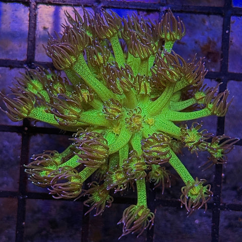 Nice size! Glitter Goni (open to see video)