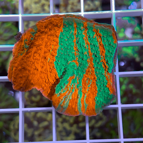 JF Grafted Monti -a3