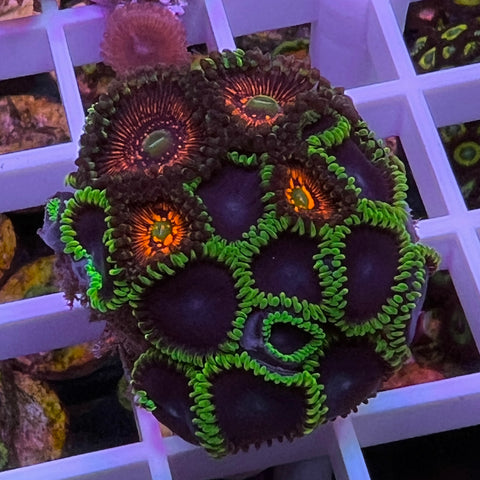 God of War and Joker’s Zoa Mix-d1