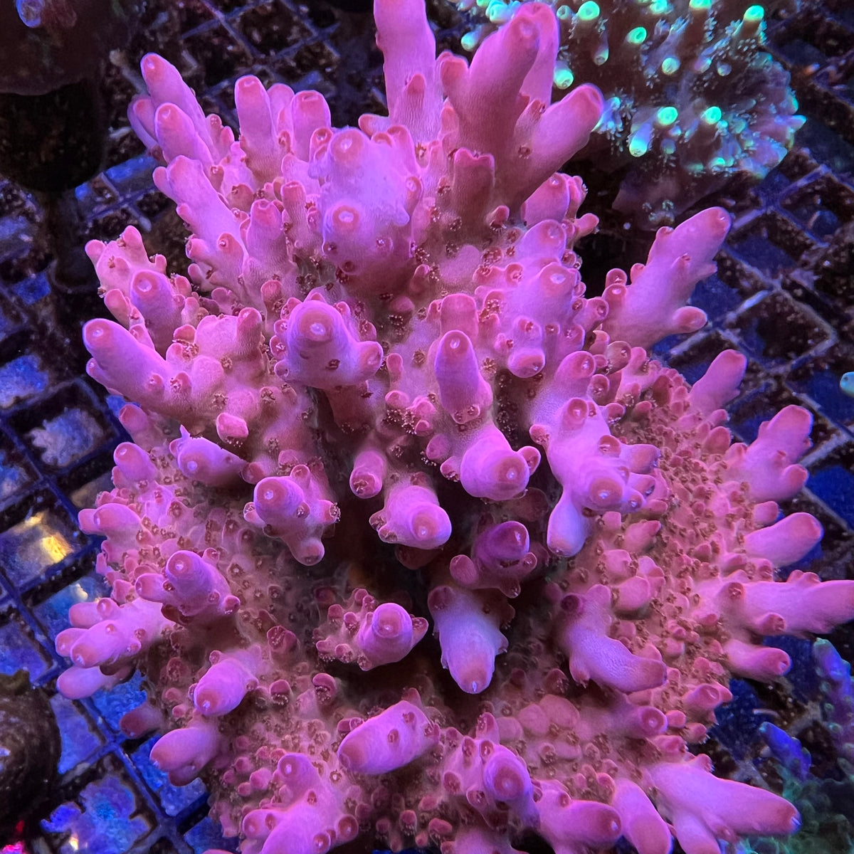 DFS Pink Panther Acropora coral at Lazy's Coral House